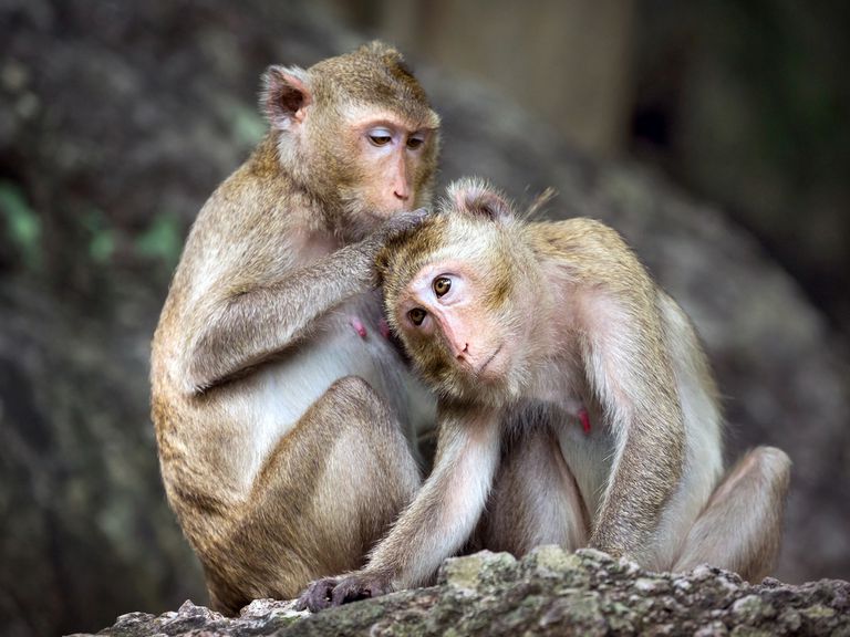 Year Of The Monkey - 2016, 2028, 2040
